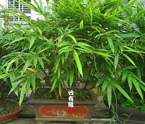 竹子澆水|《竹子養植寶典》，三分鐘幫你搞懂竹子脾氣成為竹專。